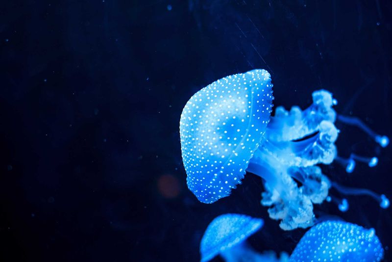 Glowing Jellyfish