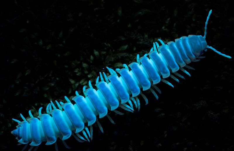 Glowing Millipede