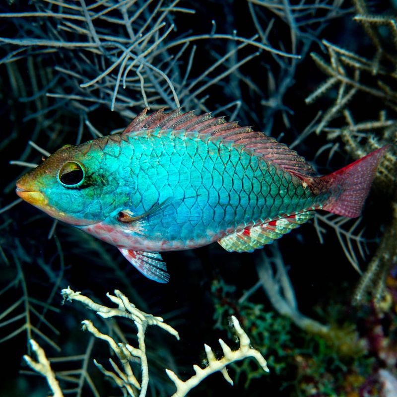 Glowing Parrotfish