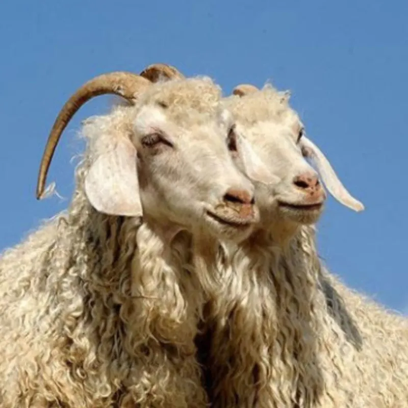 Goat Wool: A Bonus Resource