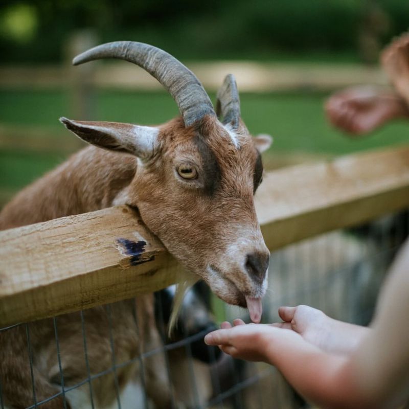 Goats Are Great For Kids