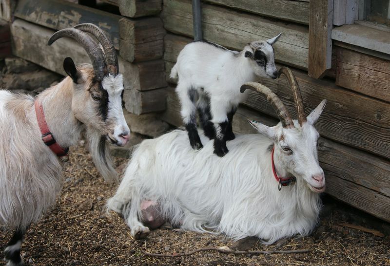 Goats Are Hardy And Low-Maintenance