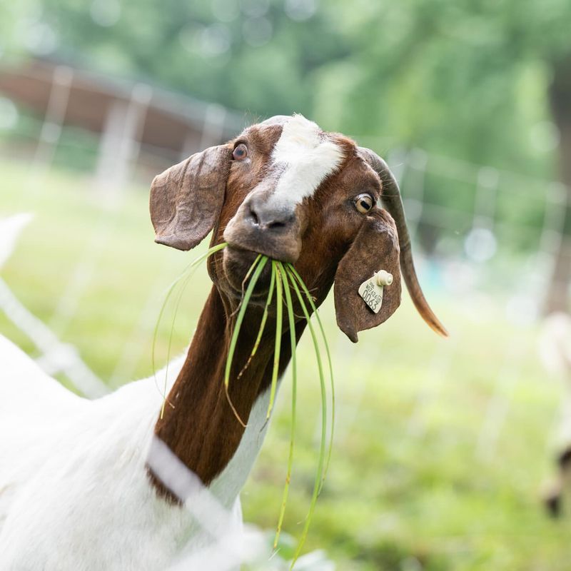 Goats Help Prevent Fires