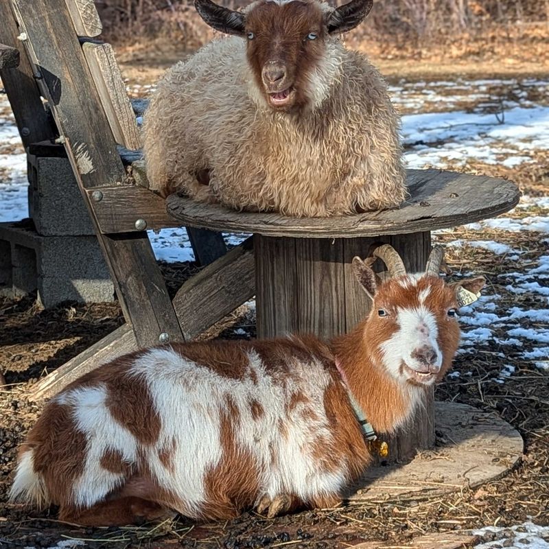 Goats in Therapy