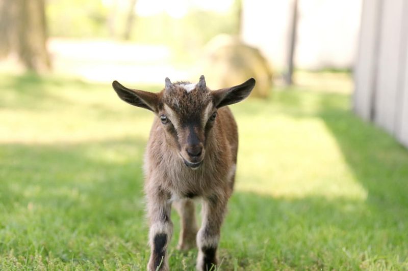 Goats on Farms