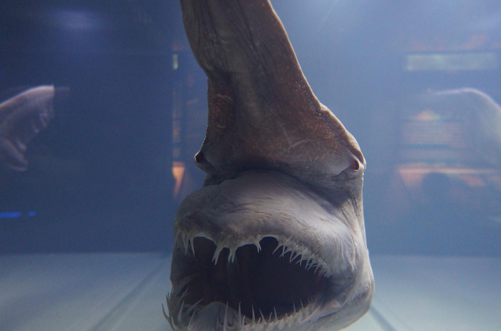 Goblin Shark