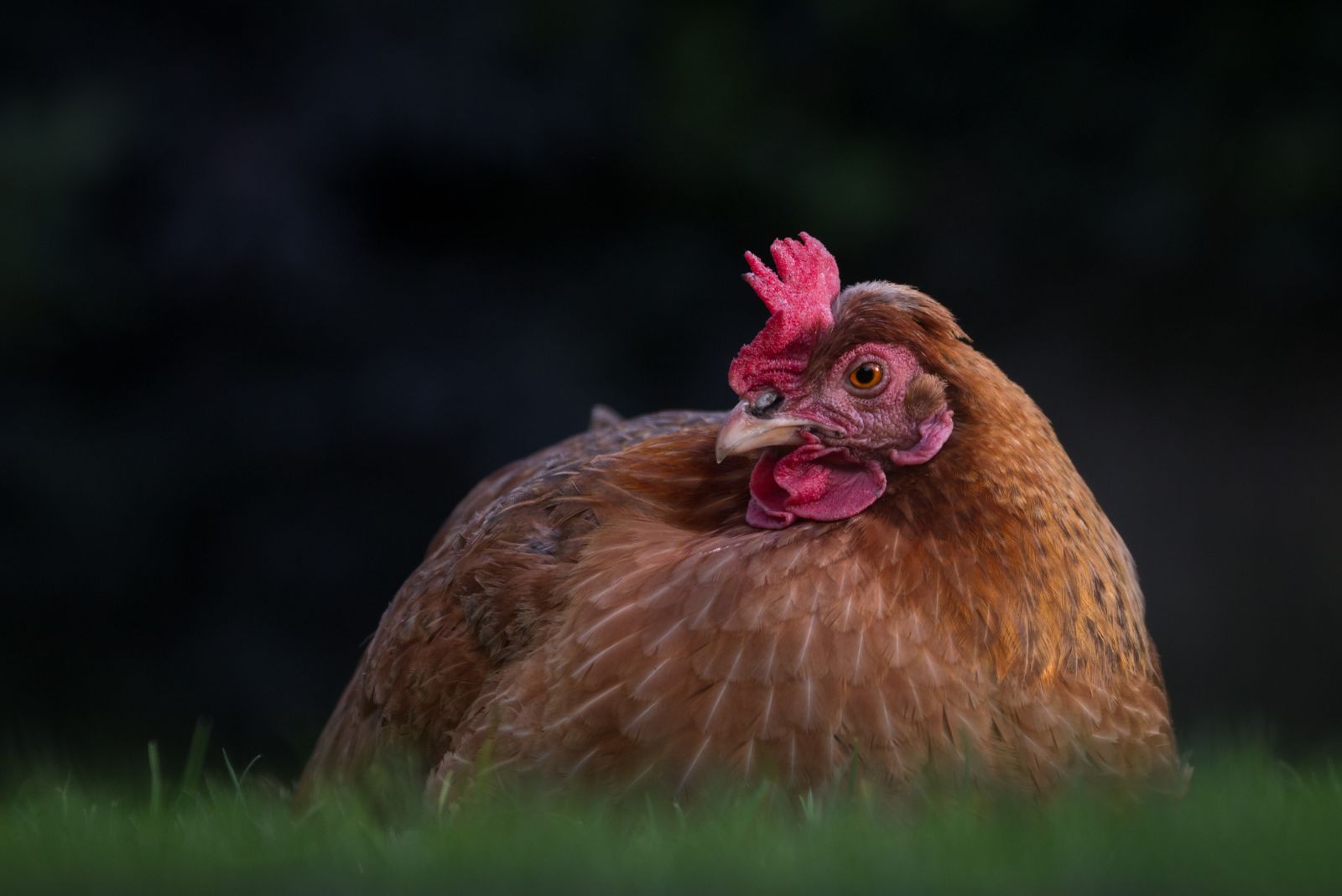 Golden Comet chicken