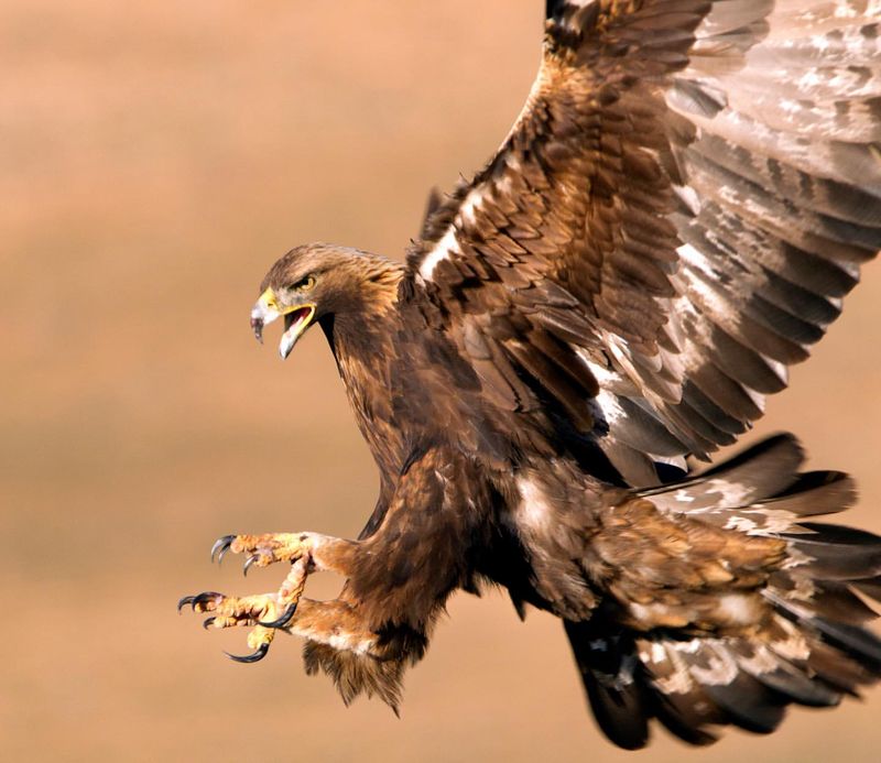 Golden Eagle