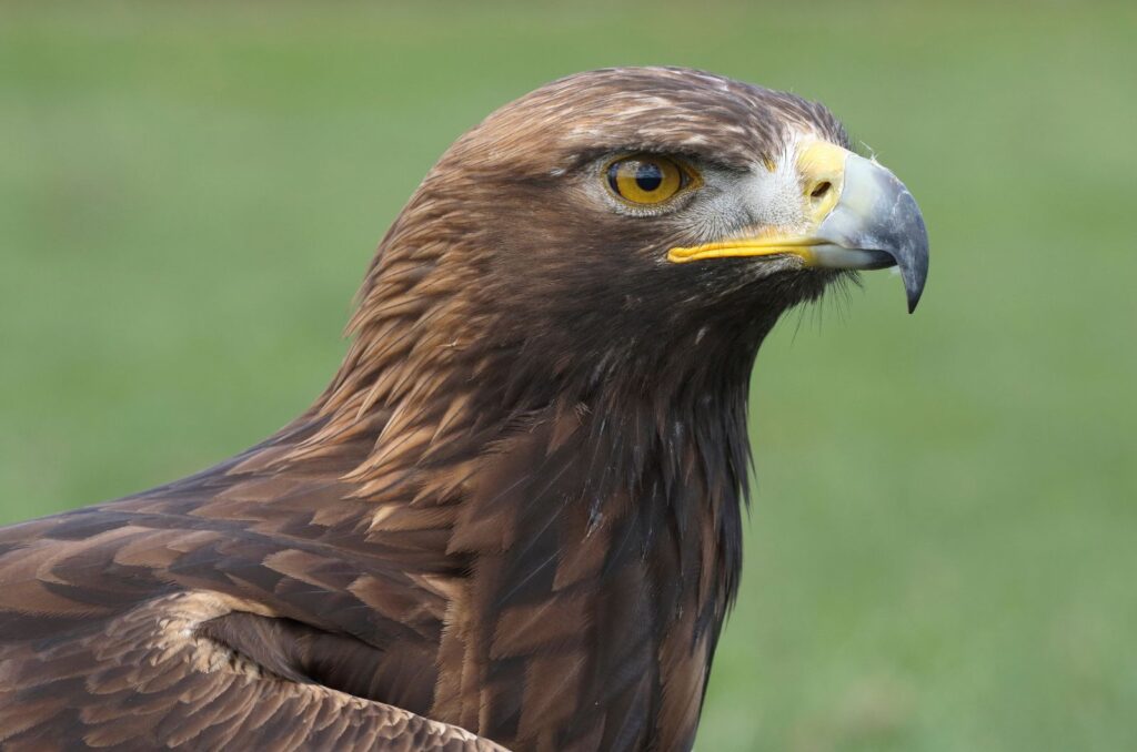 11 Amazing Animals That See Perfectly In The Dark