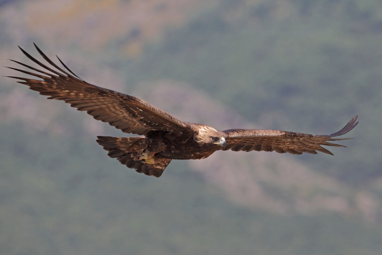 Golden Eagle