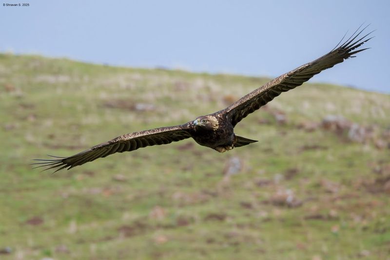 Golden Eagles Hunting