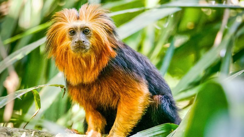 Golden Lion Tamarin