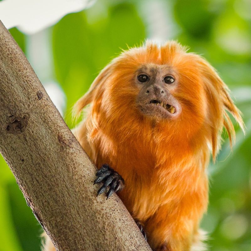 Golden Lion Tamarin