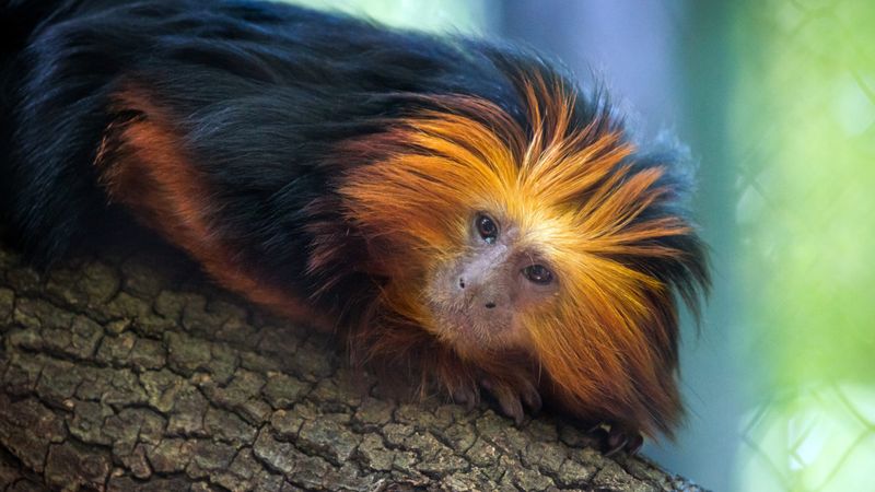 Golden Lion Tamarin