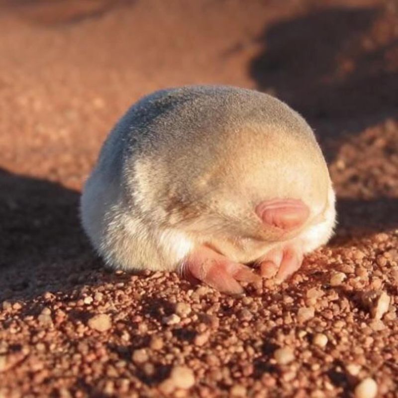 Golden Mole