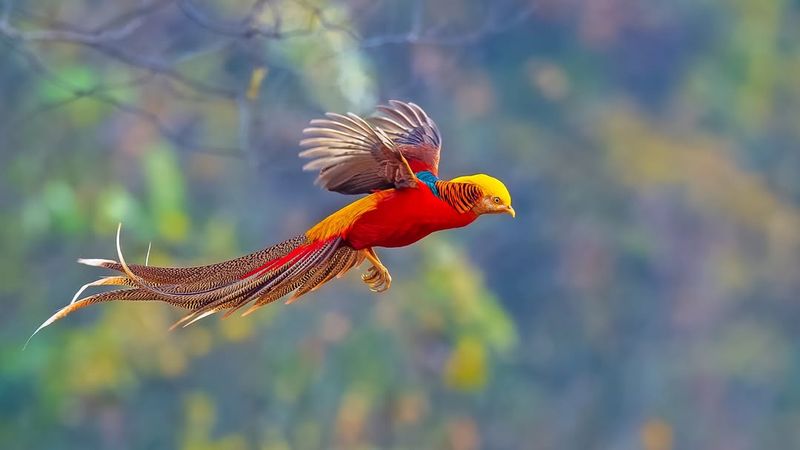 Golden Pheasant