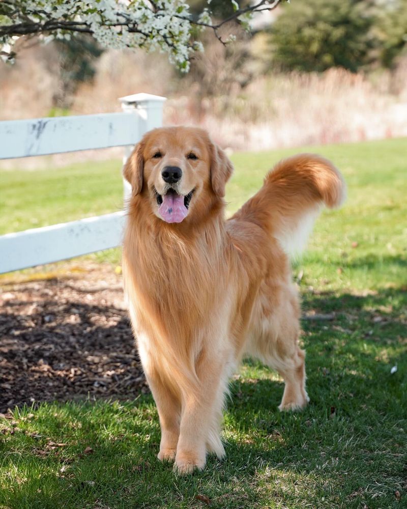 Golden Retriever