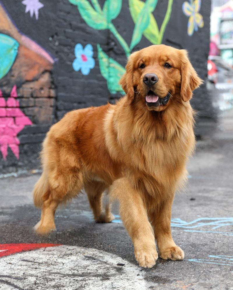 Golden Retriever