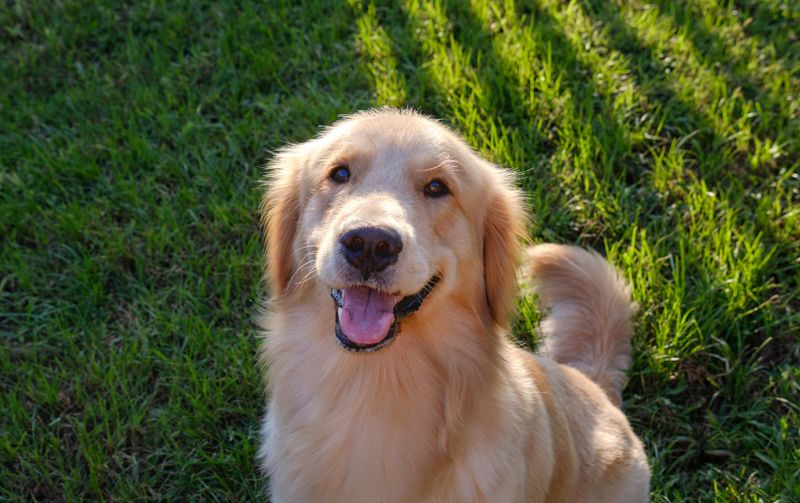 Golden Retriever