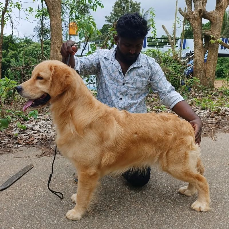 Golden Retriever