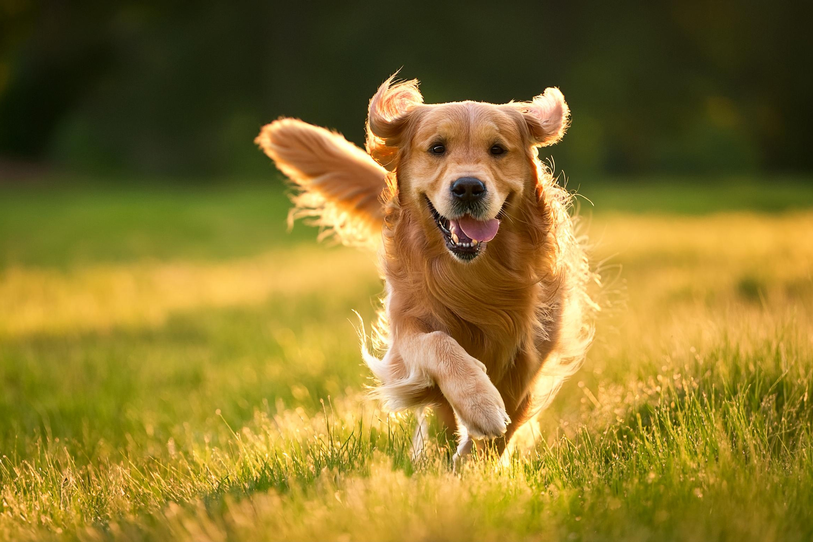 golden retriever running on the field