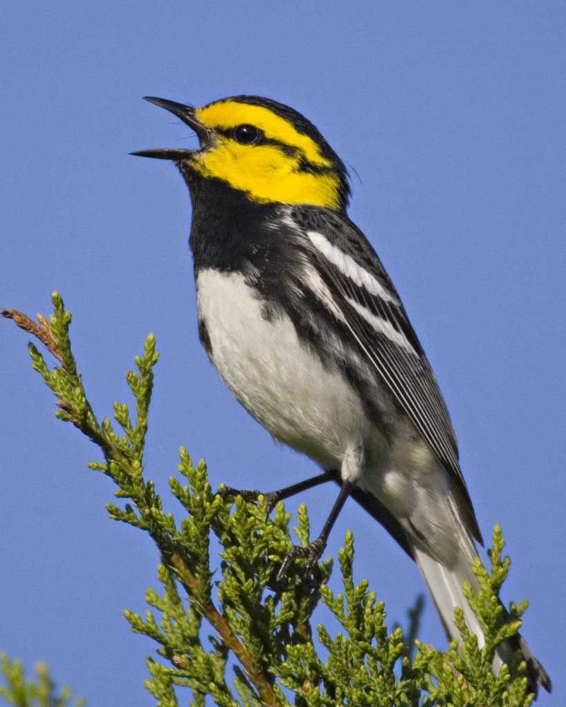 Golden-cheeked Warbler