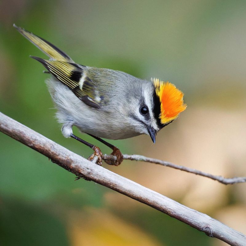 Golden-crowned Kinglet