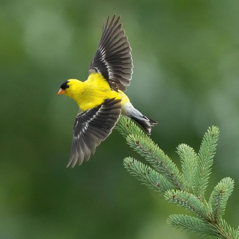 Goldfinch