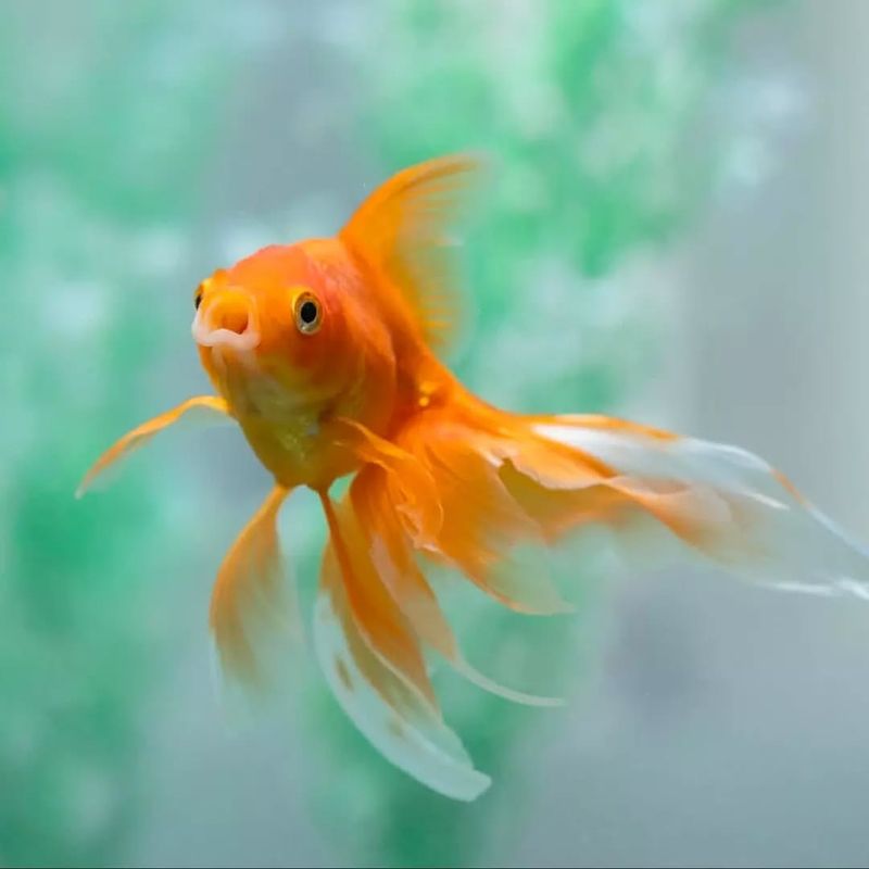 Goldfish Have a Three-Second Memory