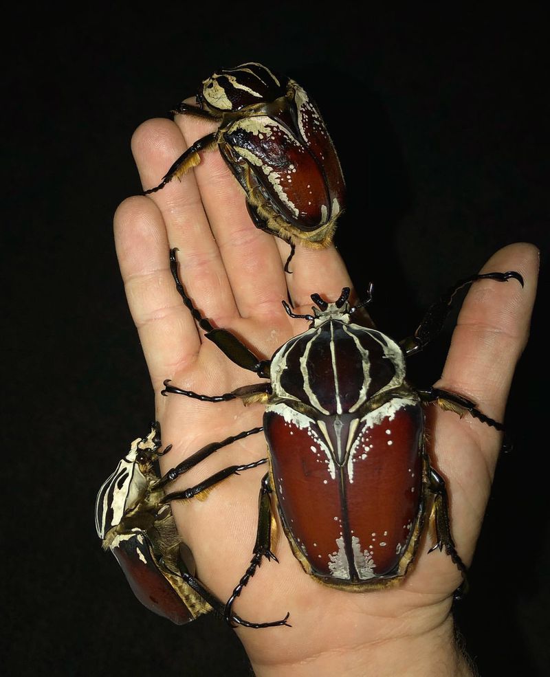 Goliath Beetle