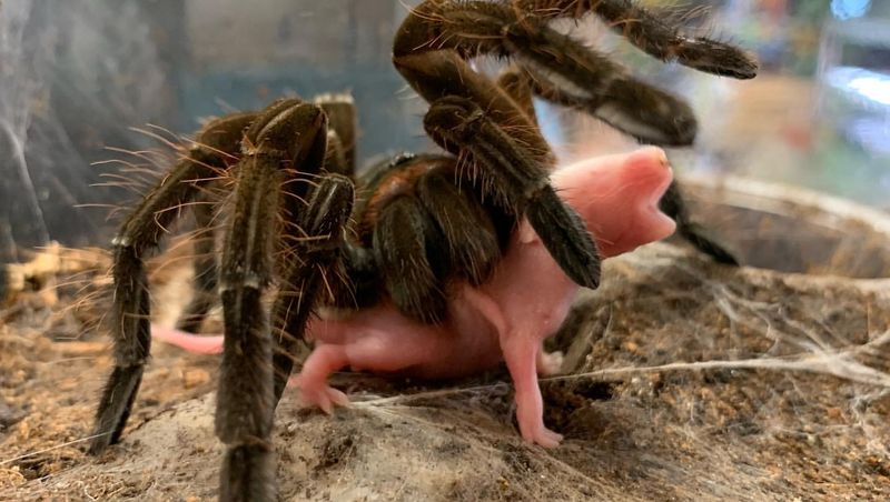 Goliath Bird-Eating Spider