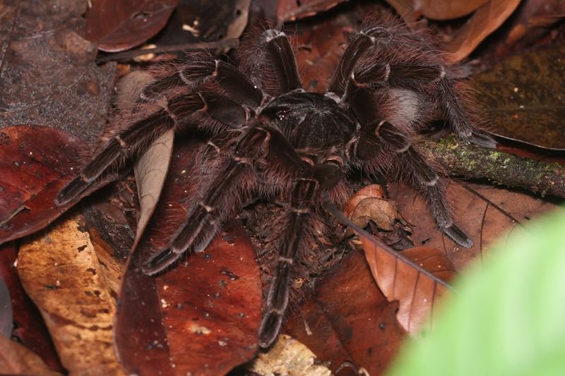 Goliath Birdeater Tarantula