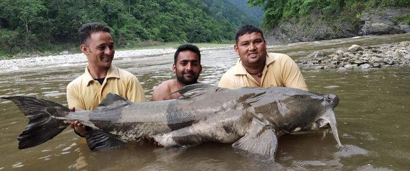 Goonch Catfish (Kali River, India and Nepal)