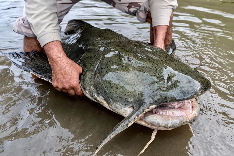 Goonch Catfish