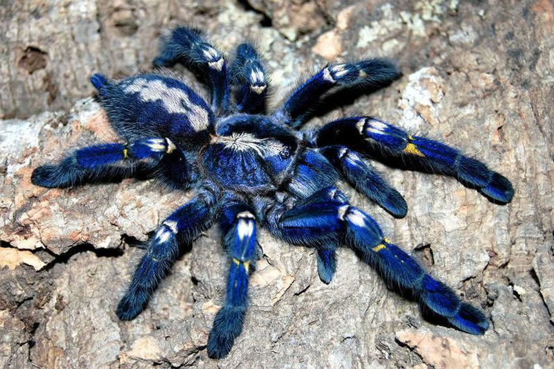 Gooty Sapphire Tarantula