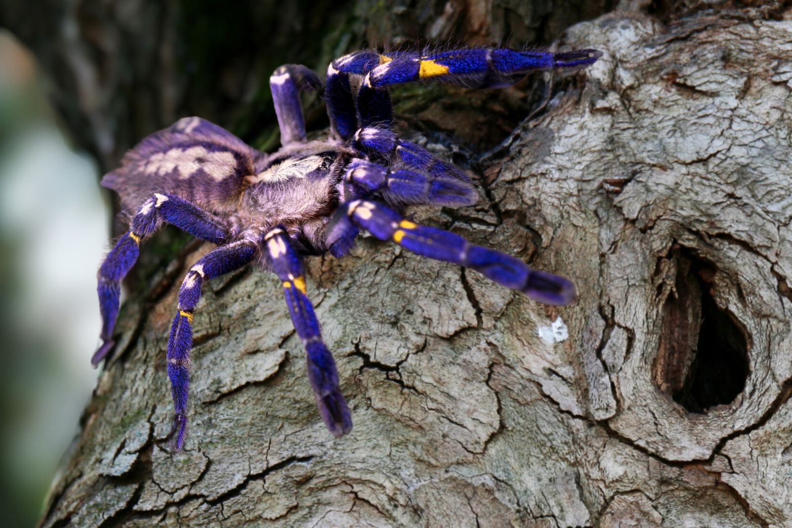 Gooty Sapphire Tarantula