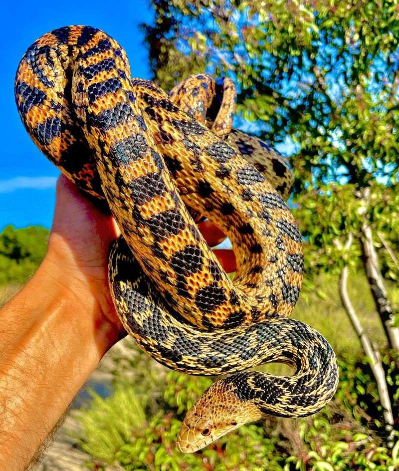 Gopher Snake