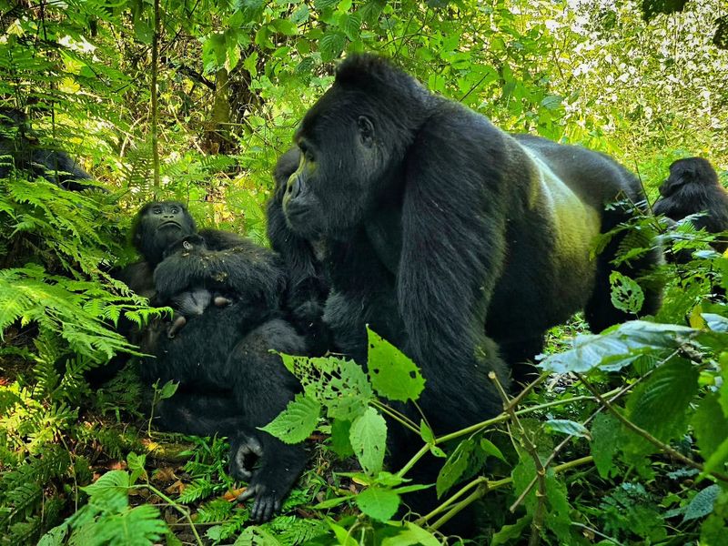 Gorilla Trekking in Uganda