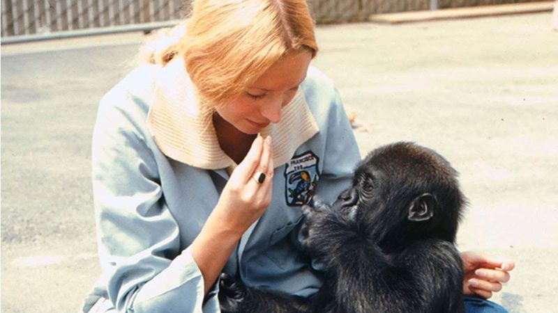 Gorillas Using Sign Language