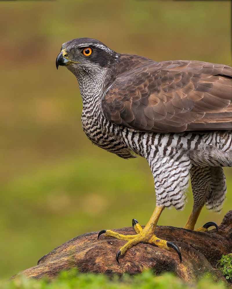 Goshawk