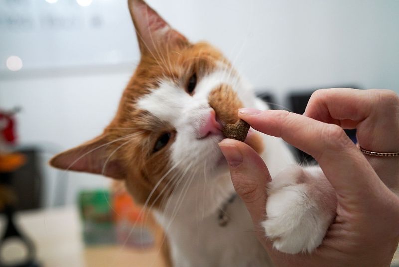 Gourmet Cat Treats