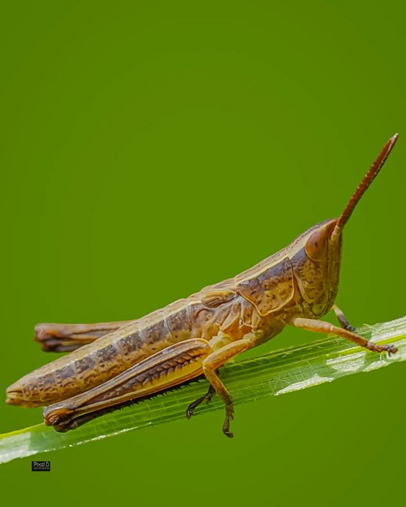 Grasshoppers