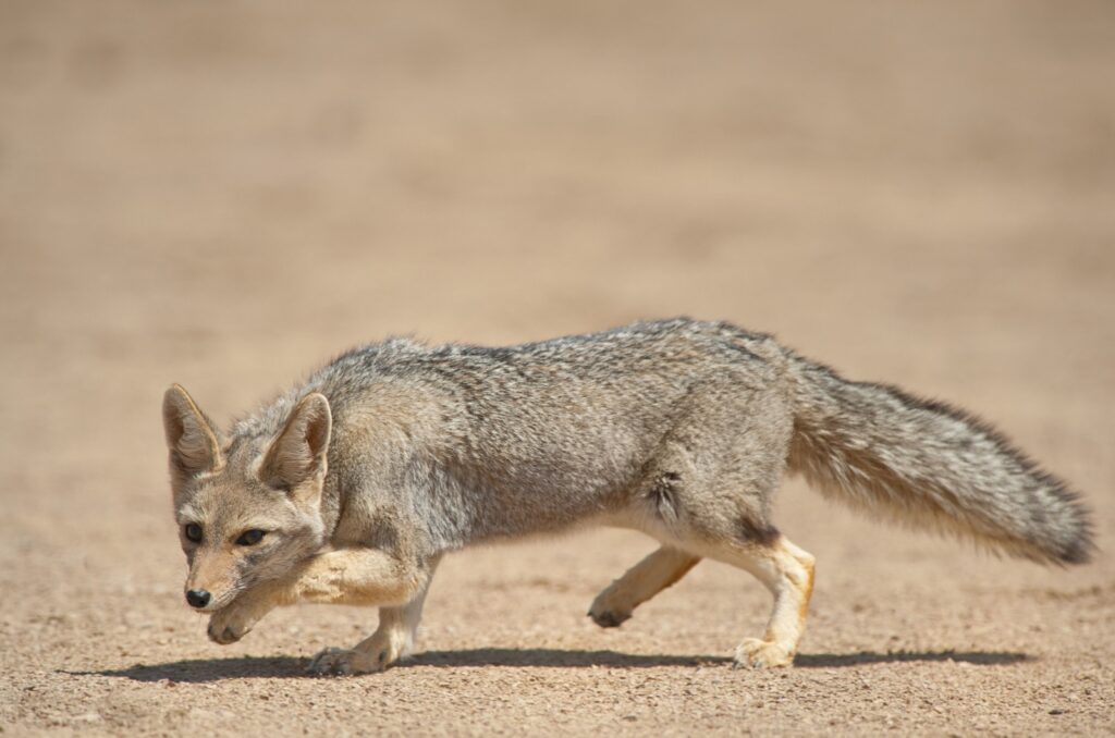 Gray Fox