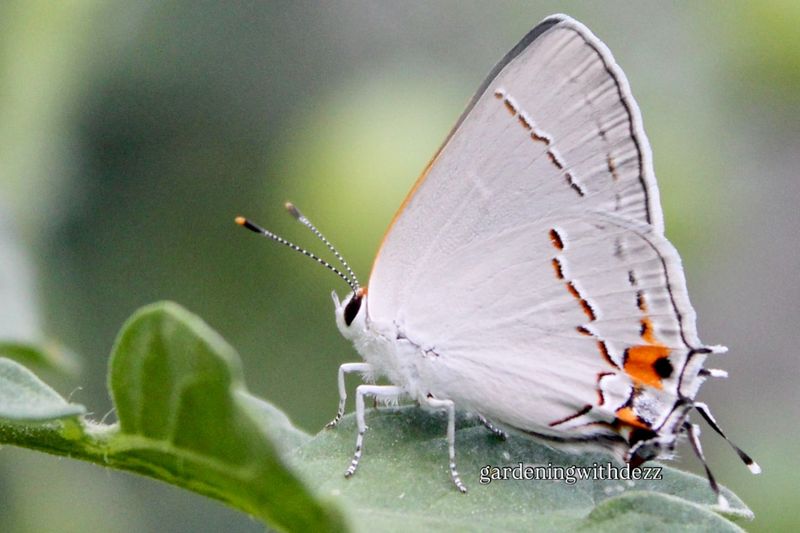 Gray Hairstreak