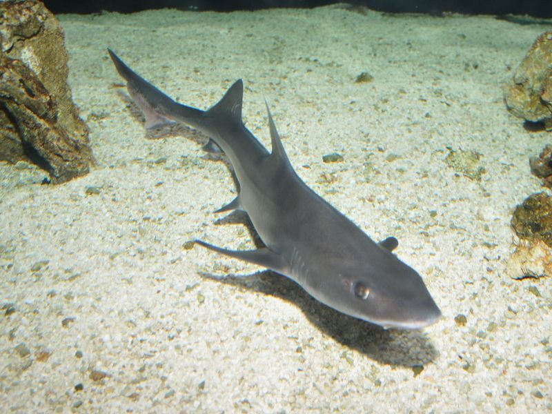 Gray Smooth-hound Shark