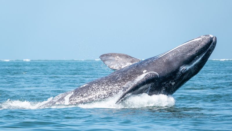 Gray Whale