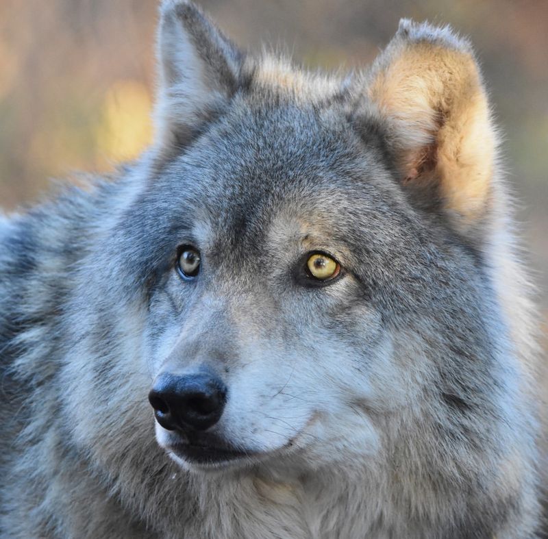 Gray Wolf