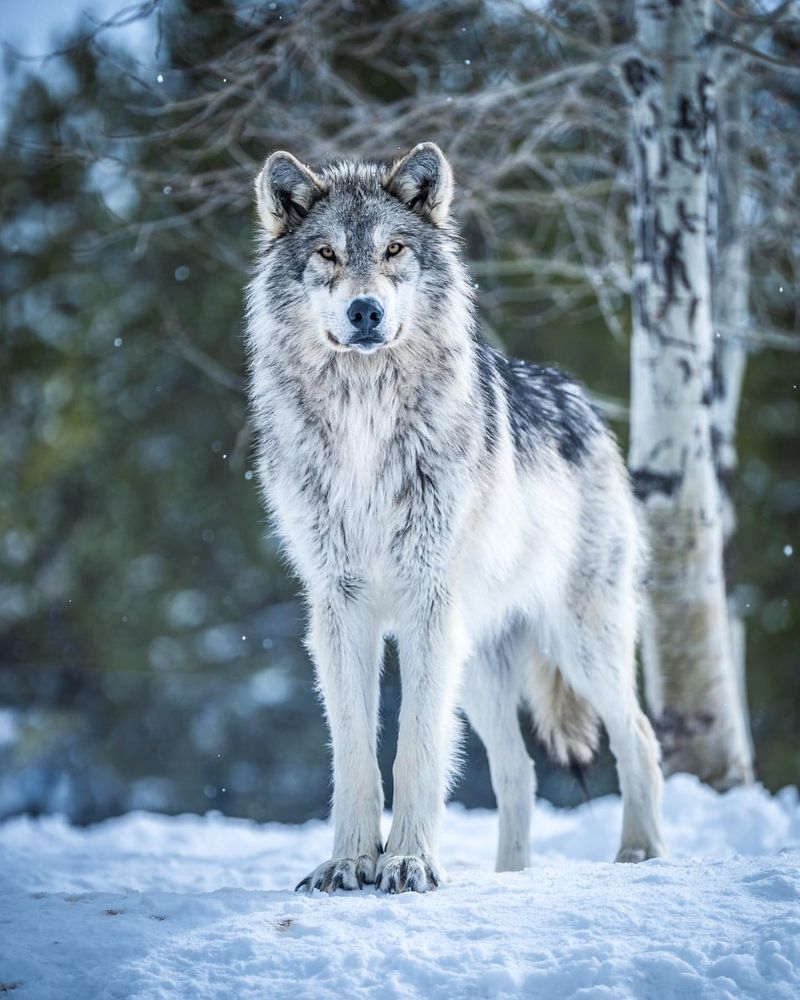 Gray Wolf