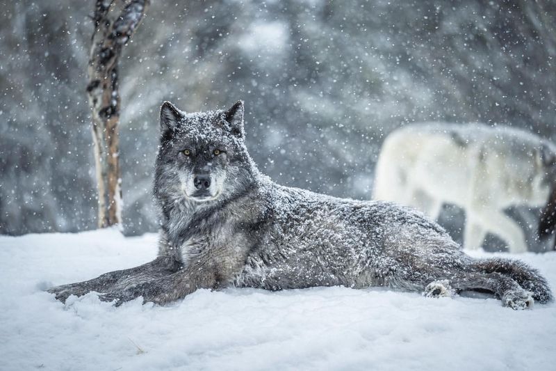 Gray Wolf