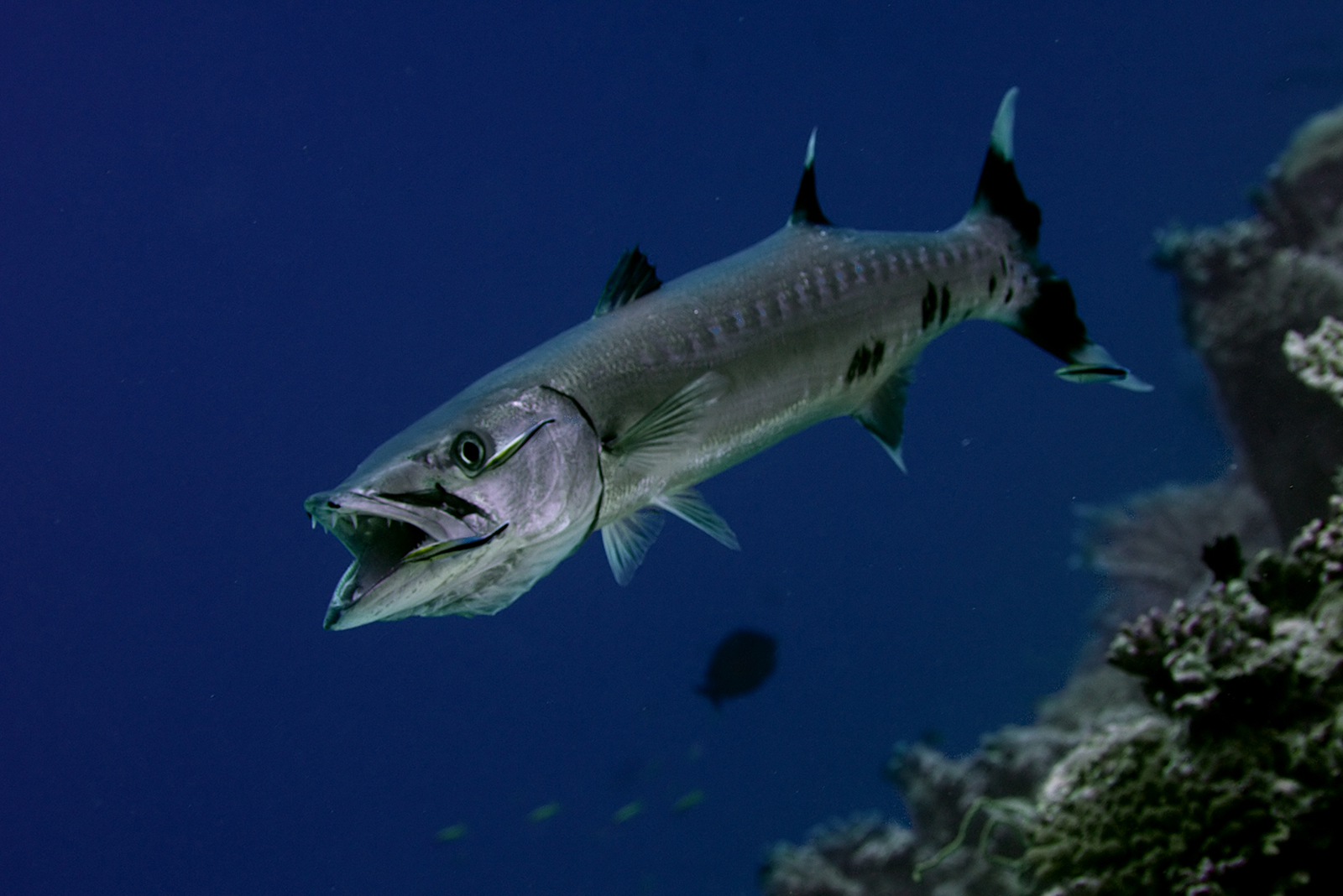 Great Barracuda